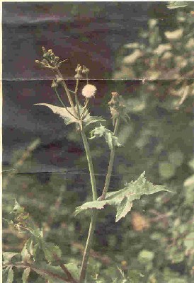 Biblical Maror: Yellow flowers & dandelion puffball of Maror ha-Ginot